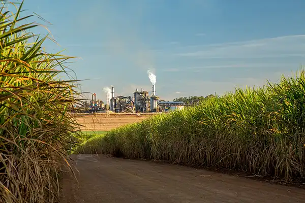 Sugar, Refinery & Distillery